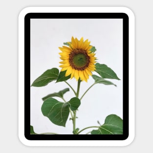 Sunflower Sticker